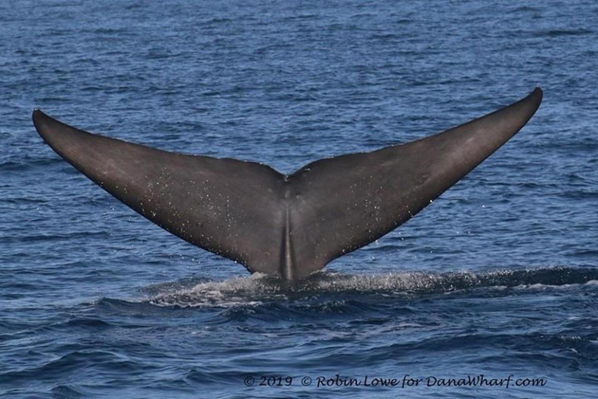 La cola de una ballena jorobada que sobresale del agua