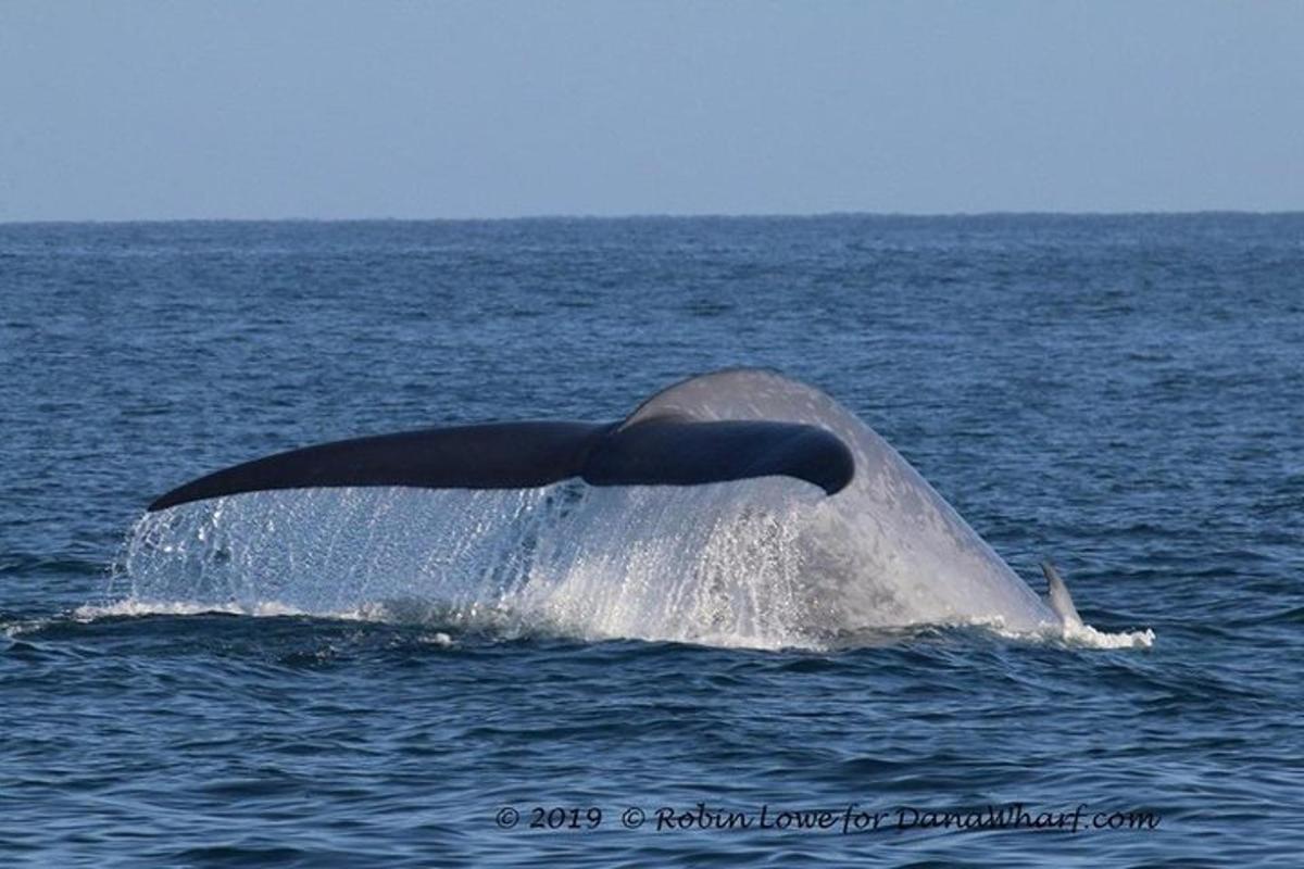 una cola de ballena en el agua