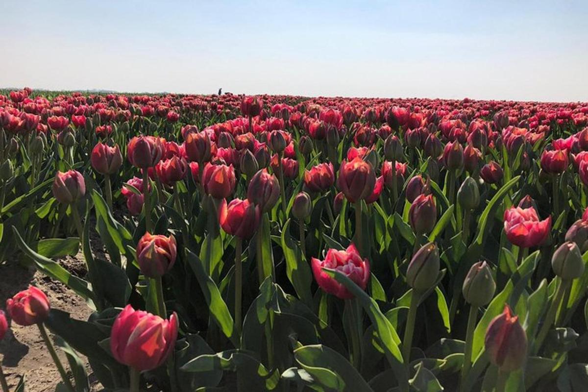 velké pole červených tulipánů v poli