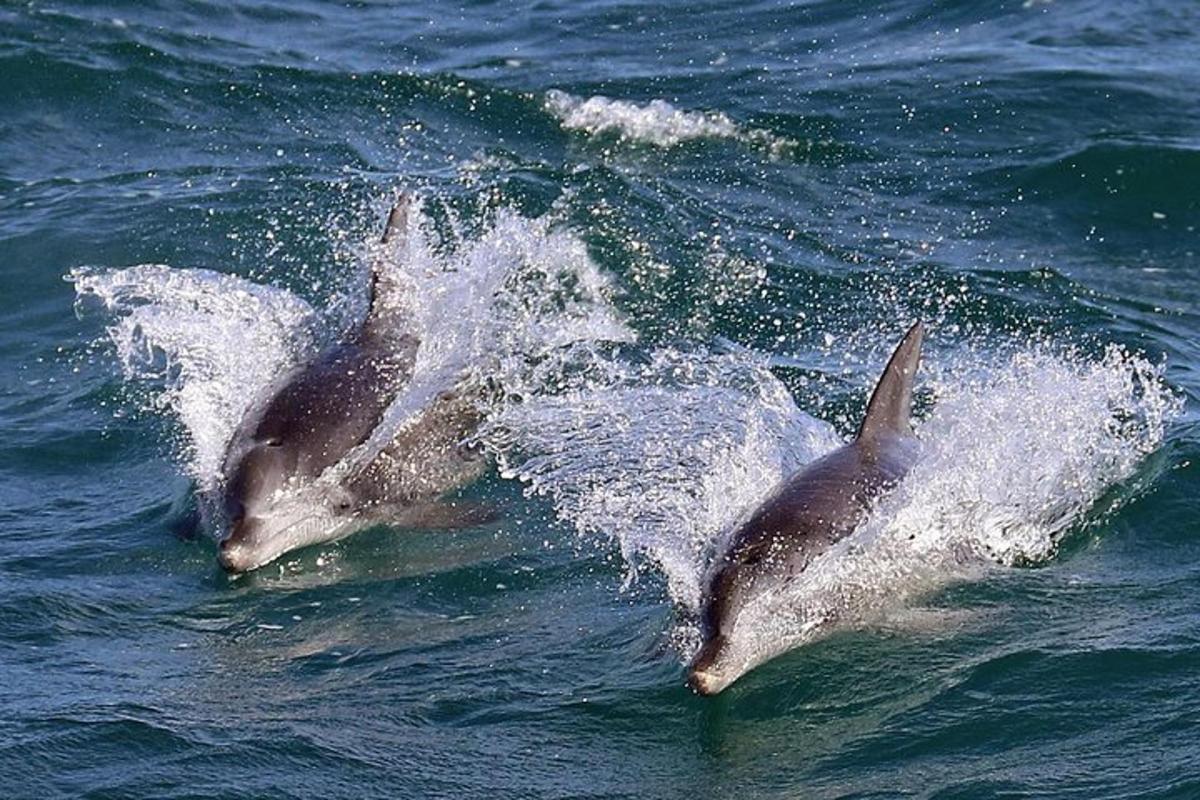 a group of three dolphins in the water