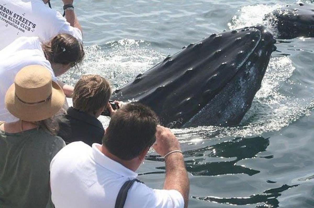 a group of people looking at a whale in the water
