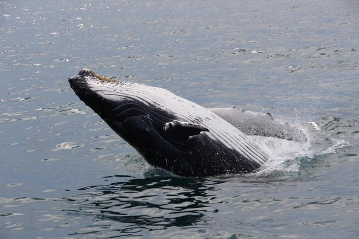 a whale in the water with its mouth open