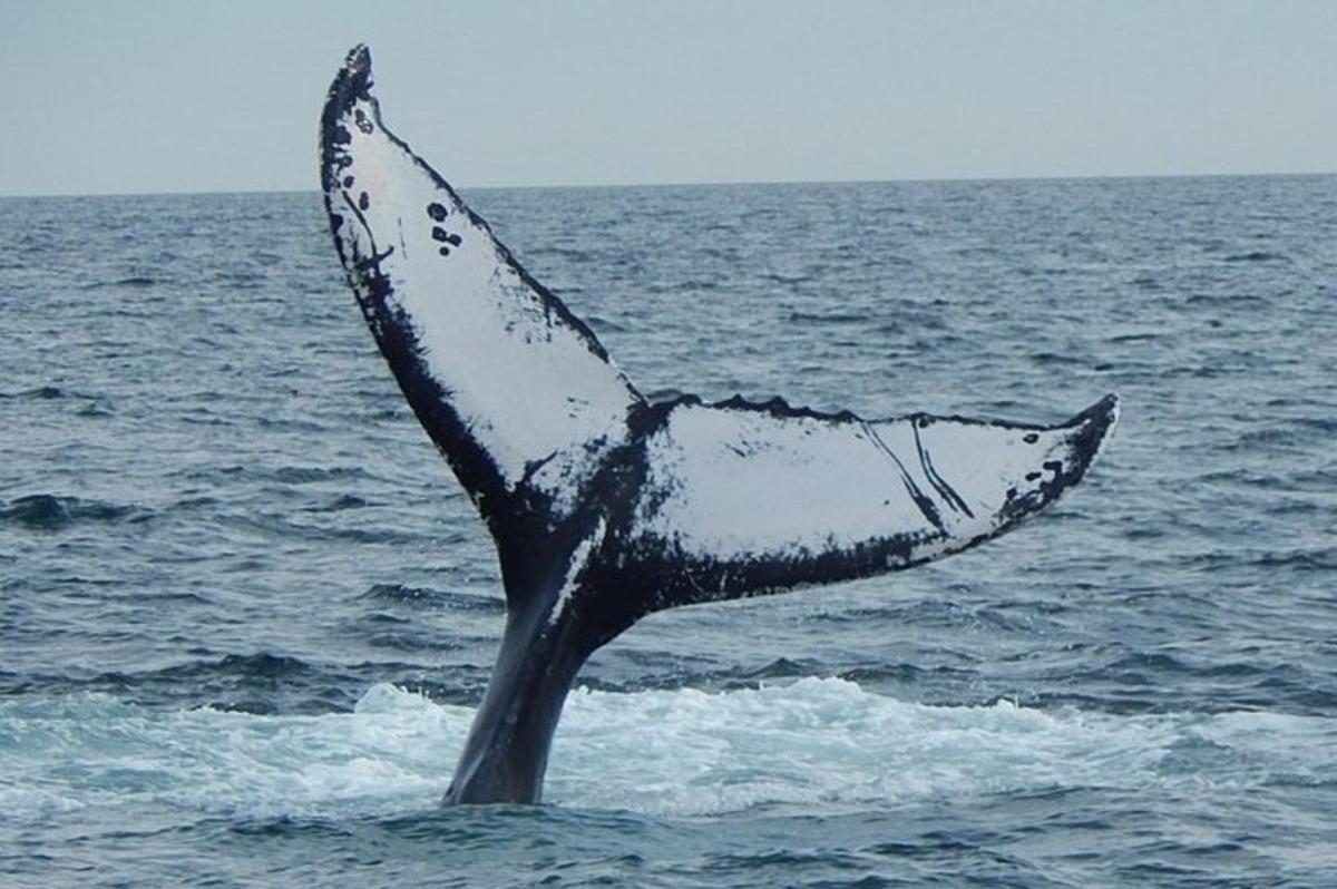 a whale tail sticking out of the water