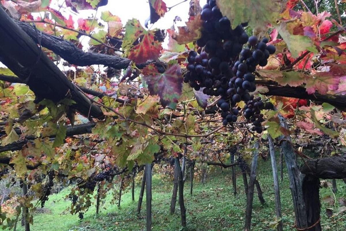 un racimo de uvas rojas en un viñedo