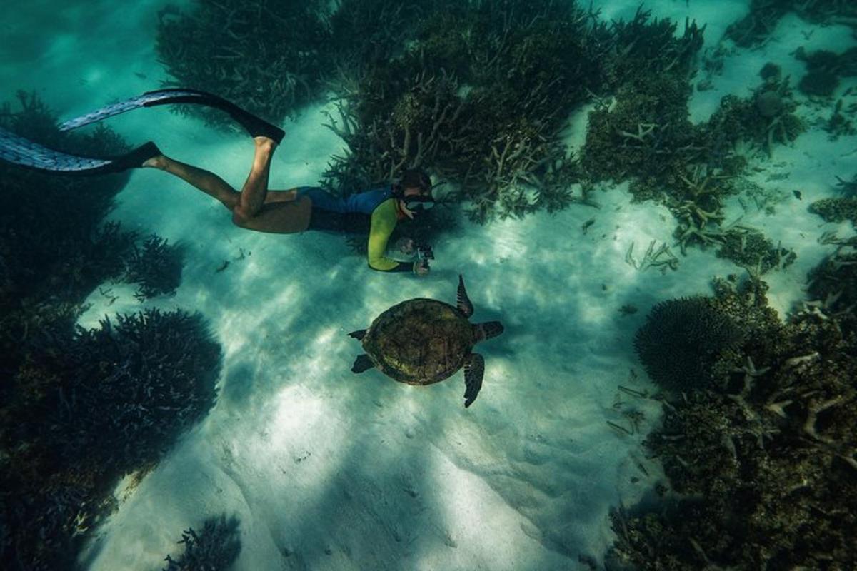 a man is taking a picture of a turtle in the ocean