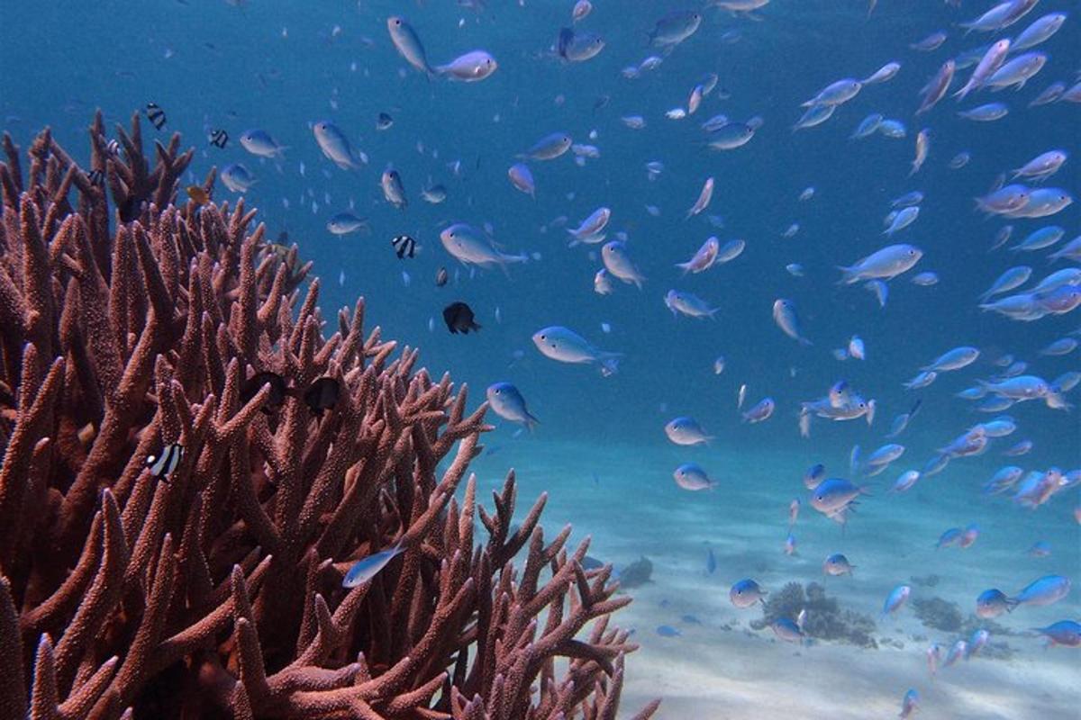 a group of fish swimming around a coral reef