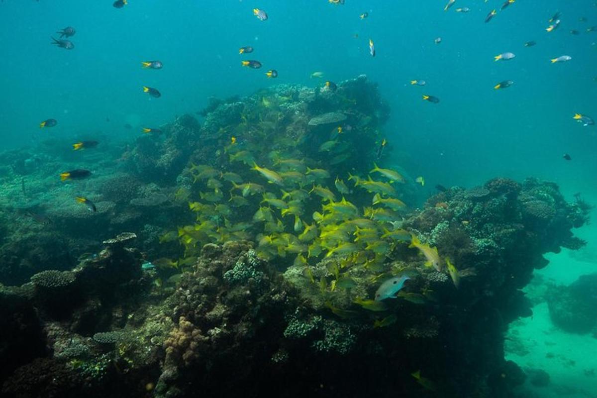 a group of fish swimming around a coral reef