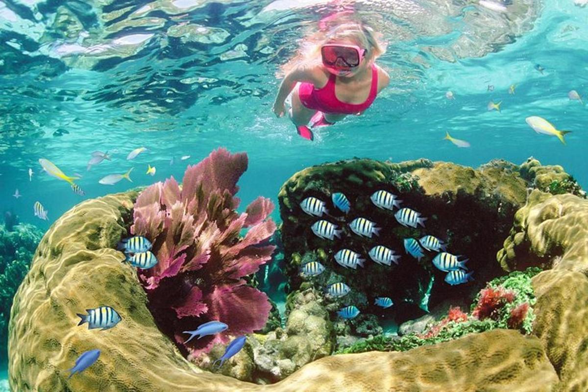 a person swimming in the water near a coral reef