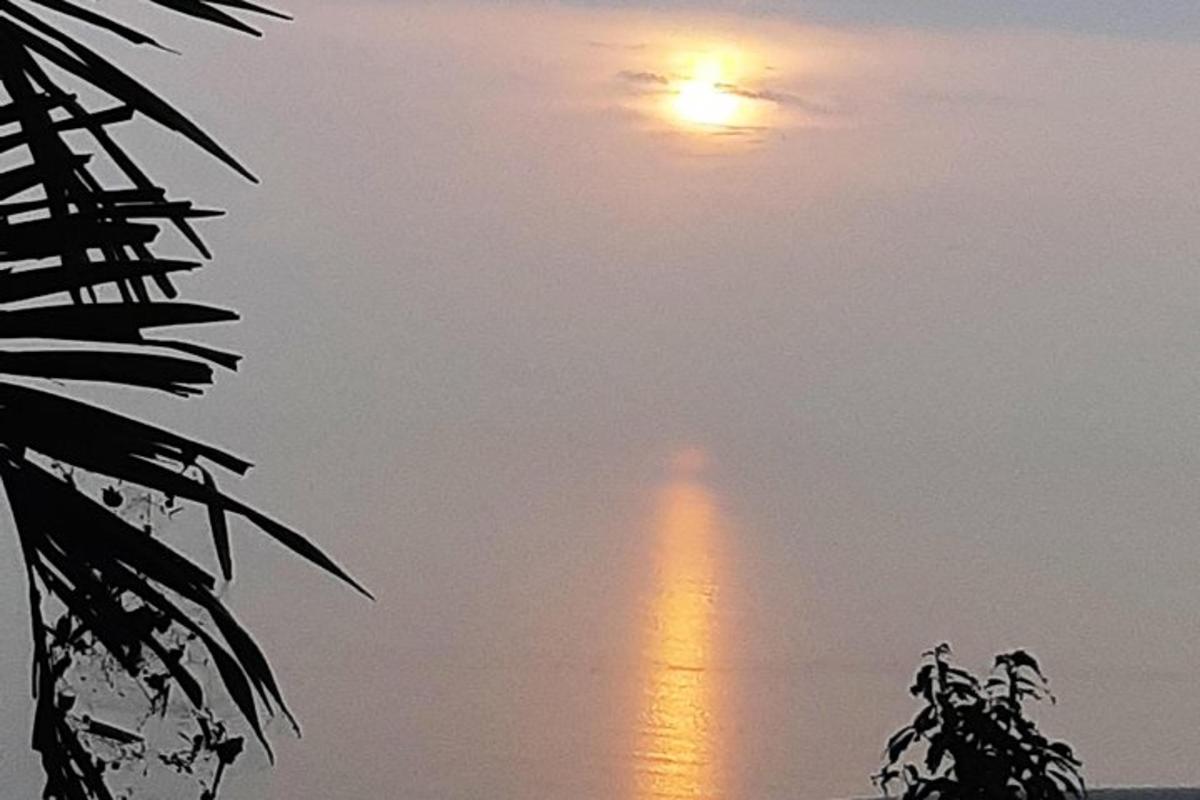 un sole nel cielo con un albero in primo piano