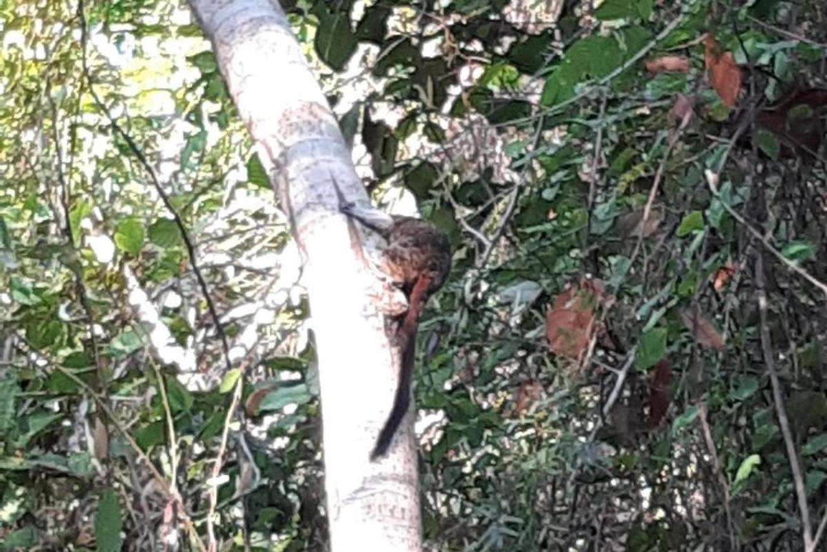 um pássaro pousado na lateral de uma árvore