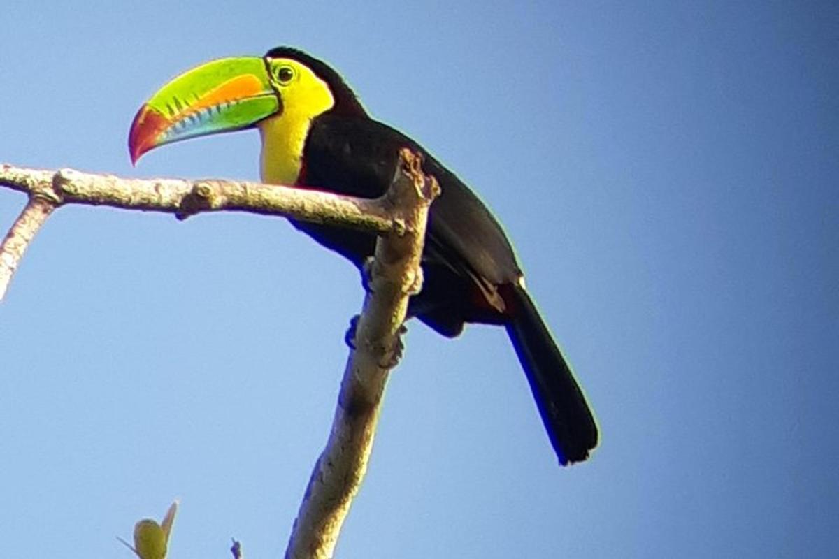 un tucano appollaiato su un ramo di un albero