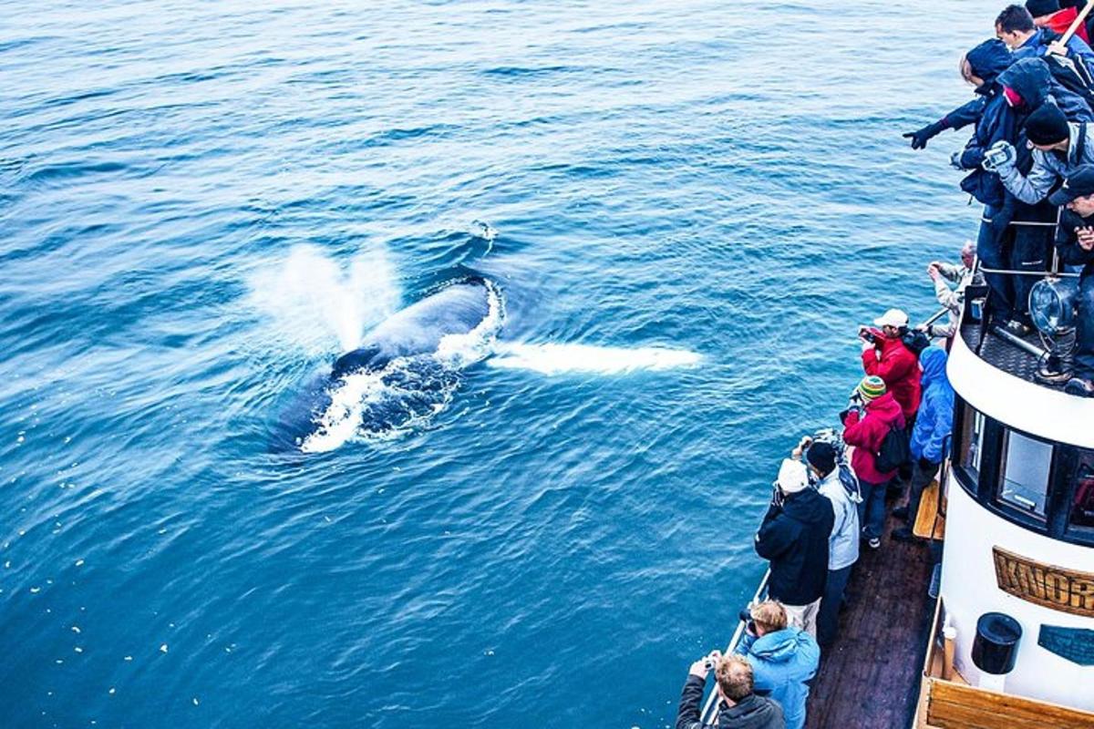 a whale in the water next to a boat