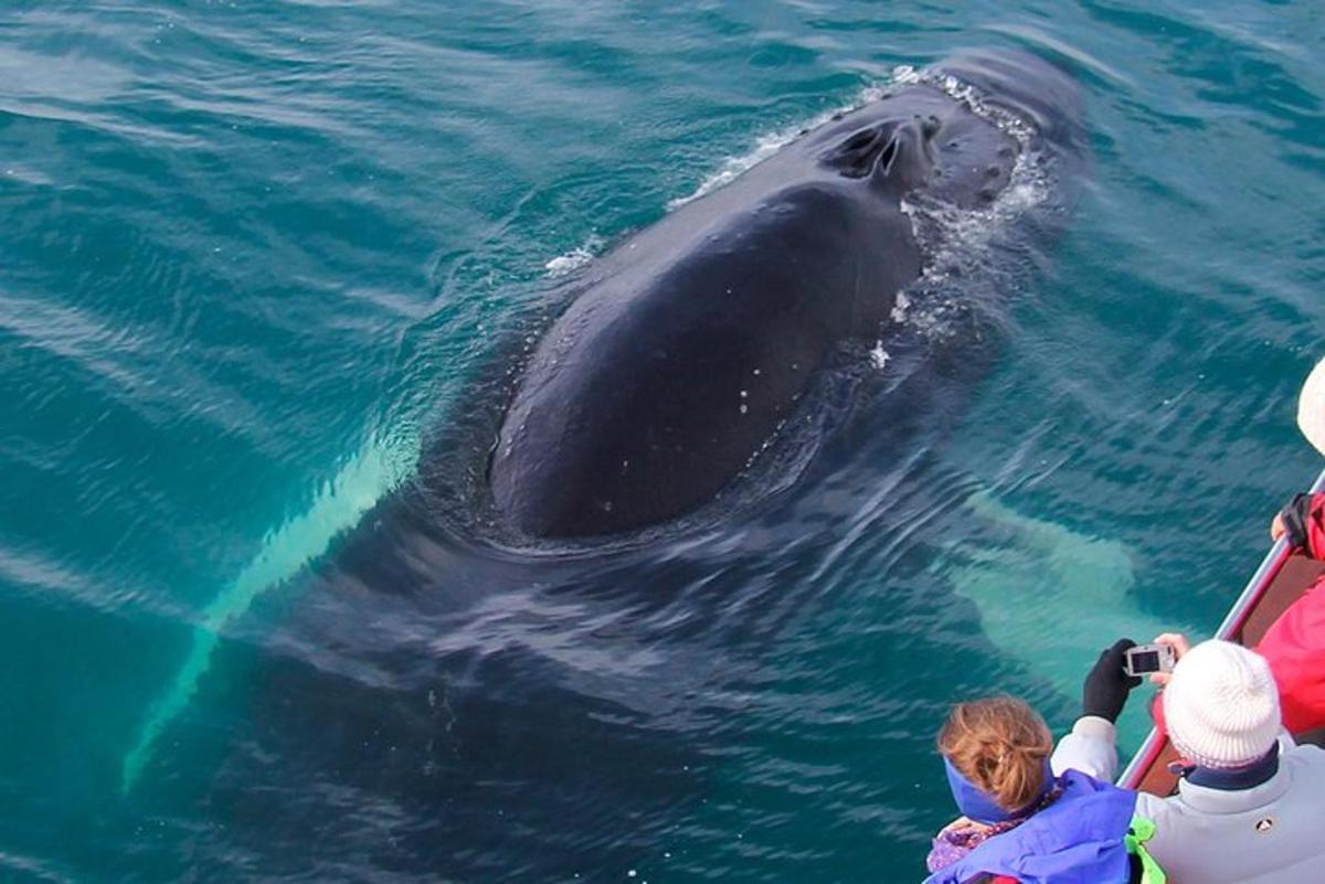 una balena che nuota nell'acqua accanto a una barca