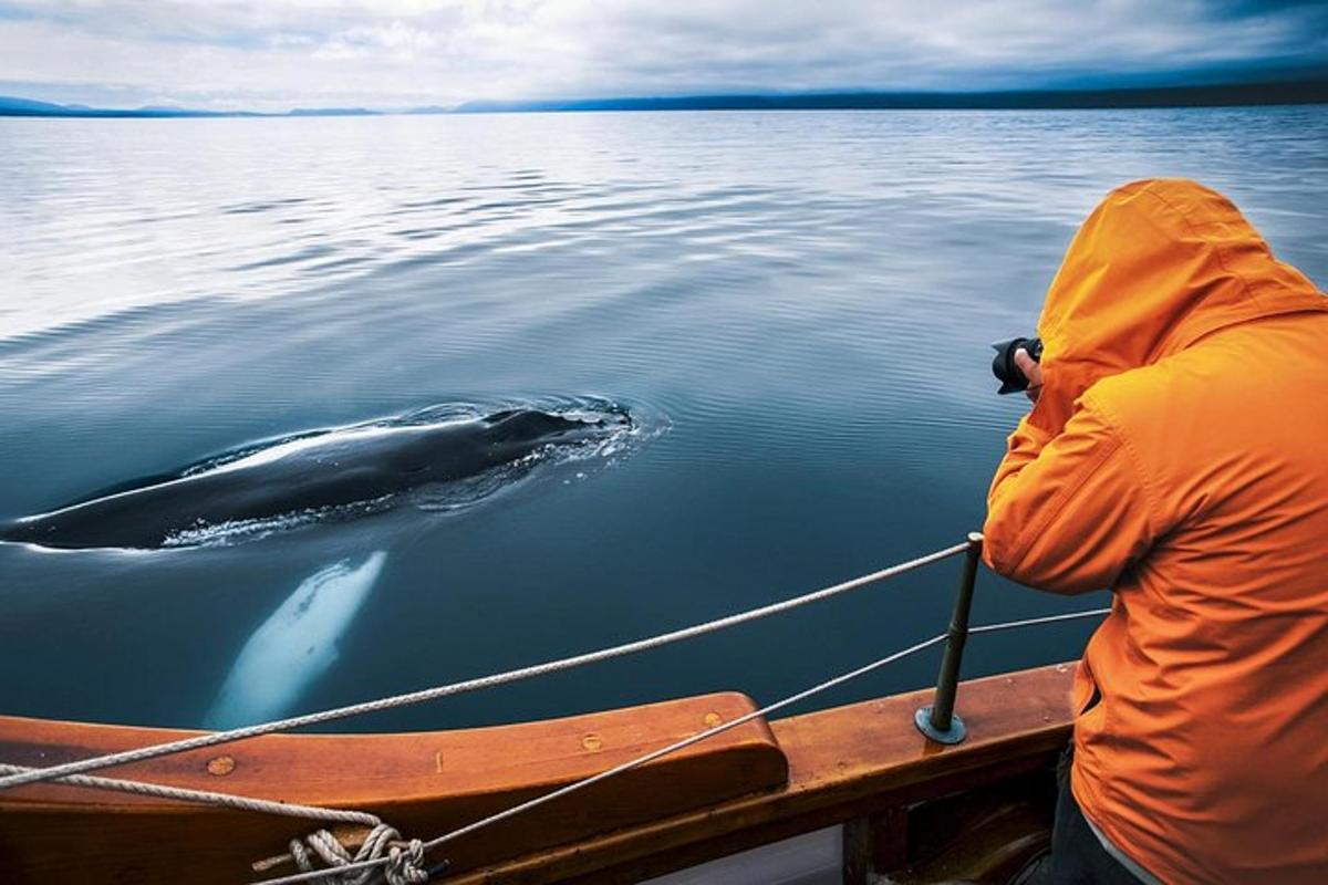 seorang lelaki di atas bot melihat ikan lumba-lumba di dalam air