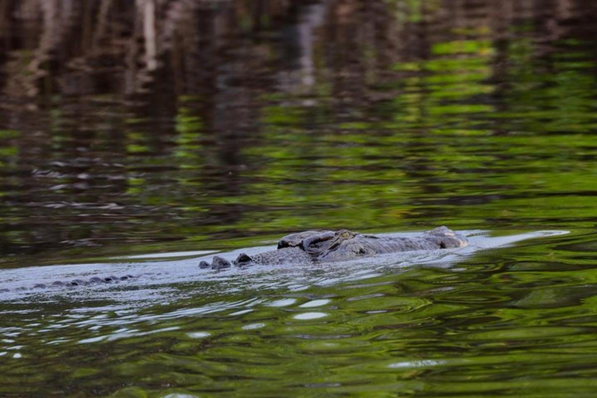 an alligator swimming in a body of water