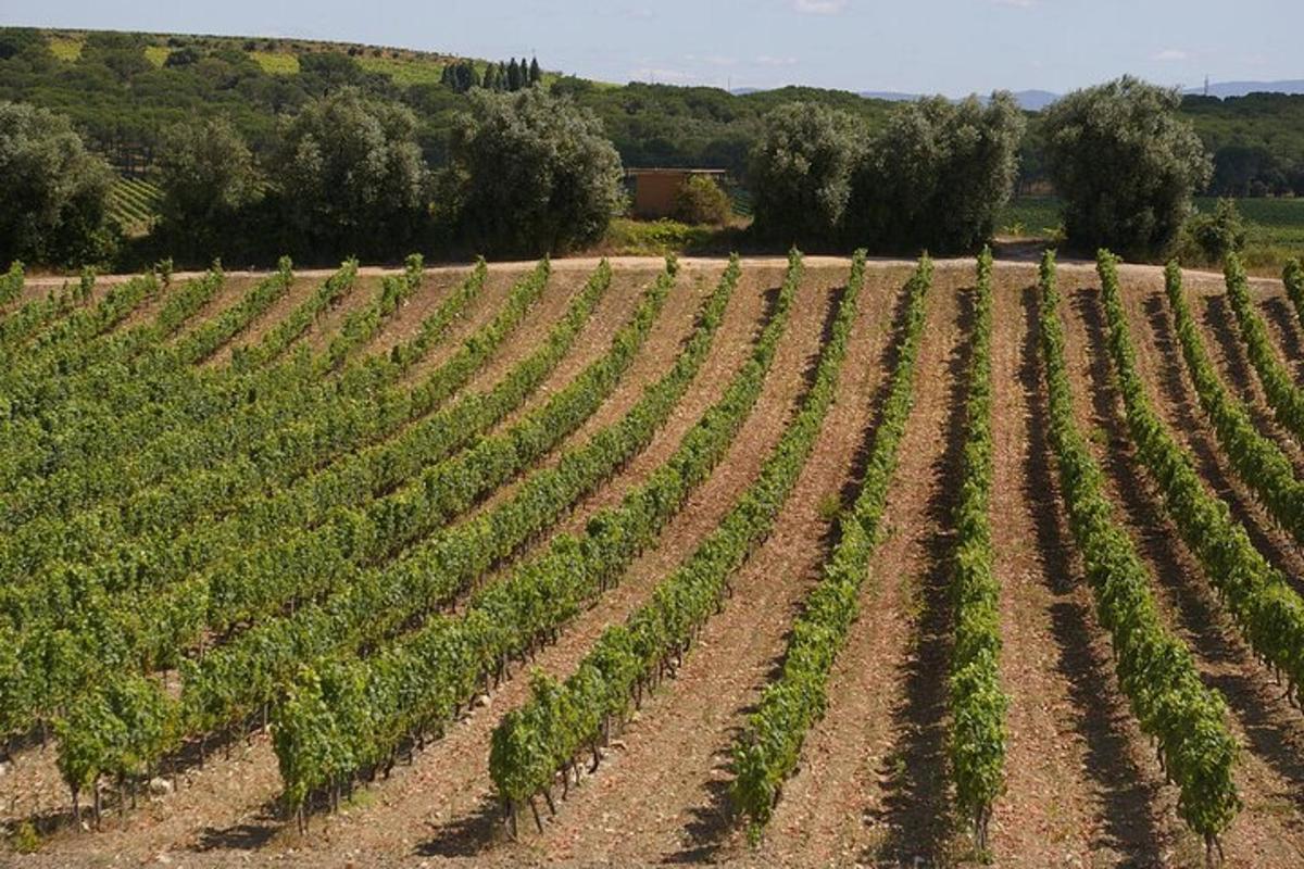una vista aerea di un campo di piante verdi