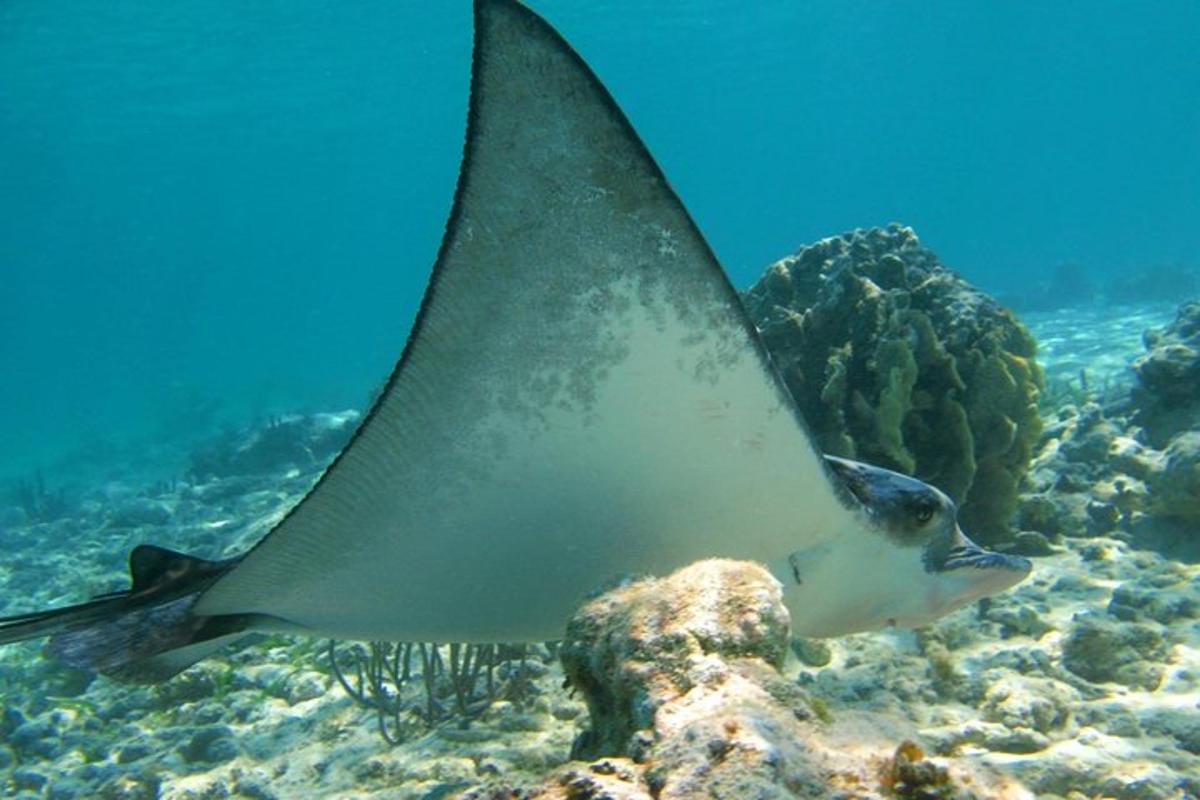 uma arraia nadando no oceano no recife