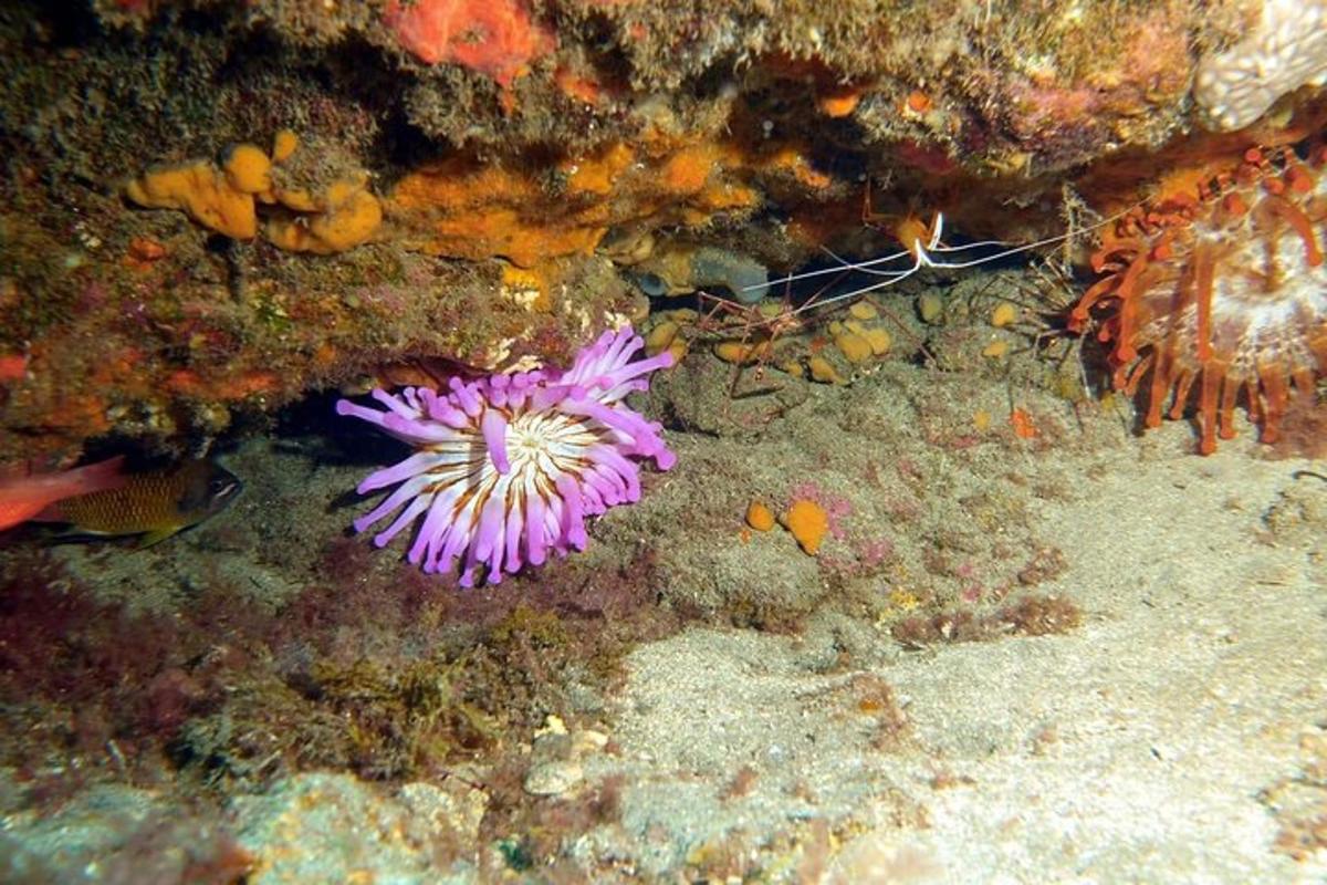 фиолетовый морской цветок в воде с рыбой