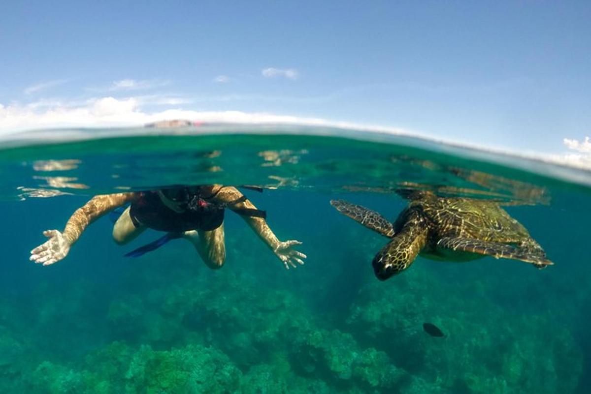 un paio di tartarughe che nuotano nell'acqua