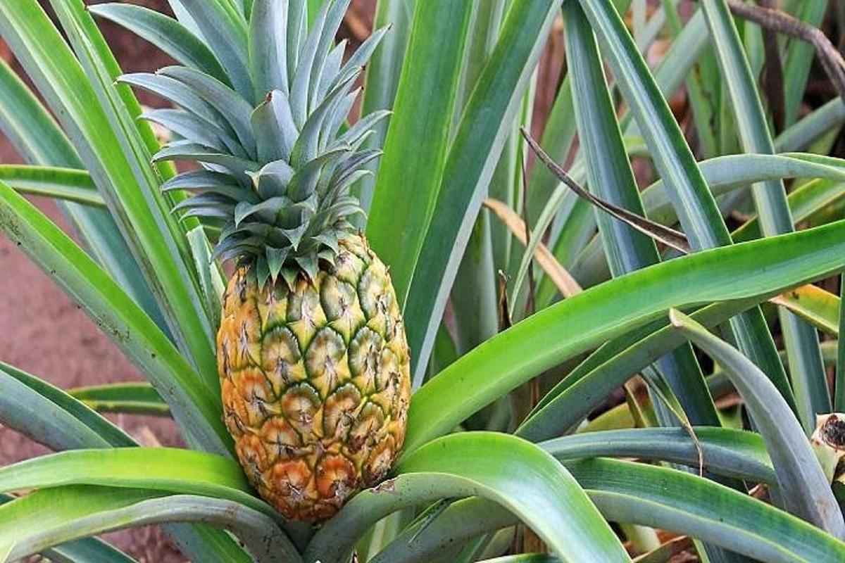 en ananas der vokser midt i en plante