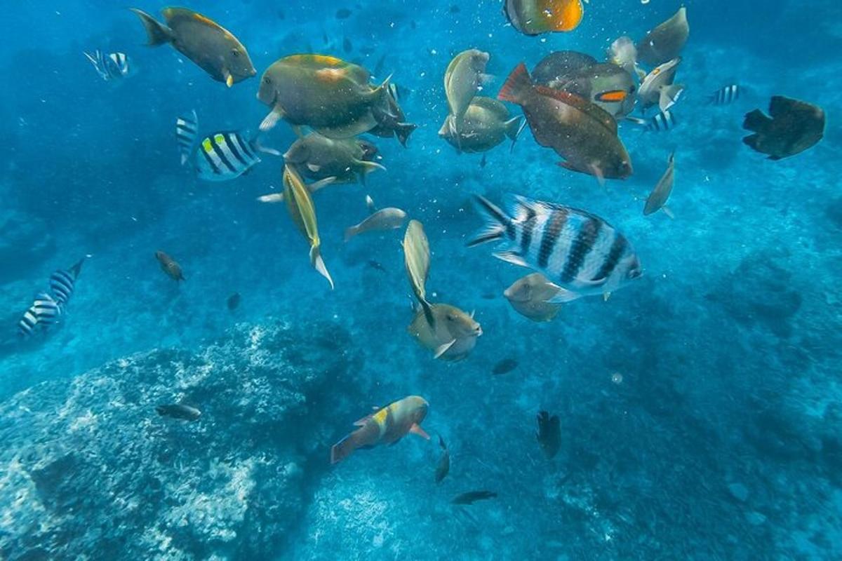 a group of fish swimming in the ocean