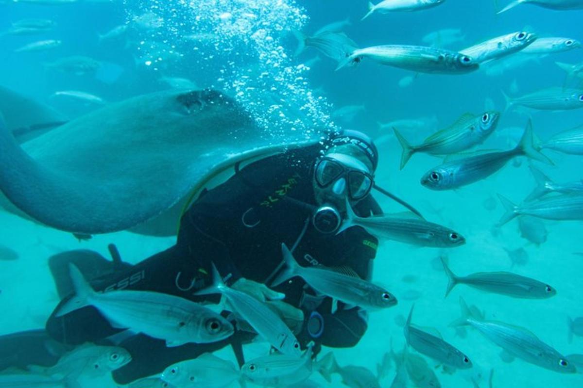 seorang penyelam di lautan bersama sekumpulan ikan