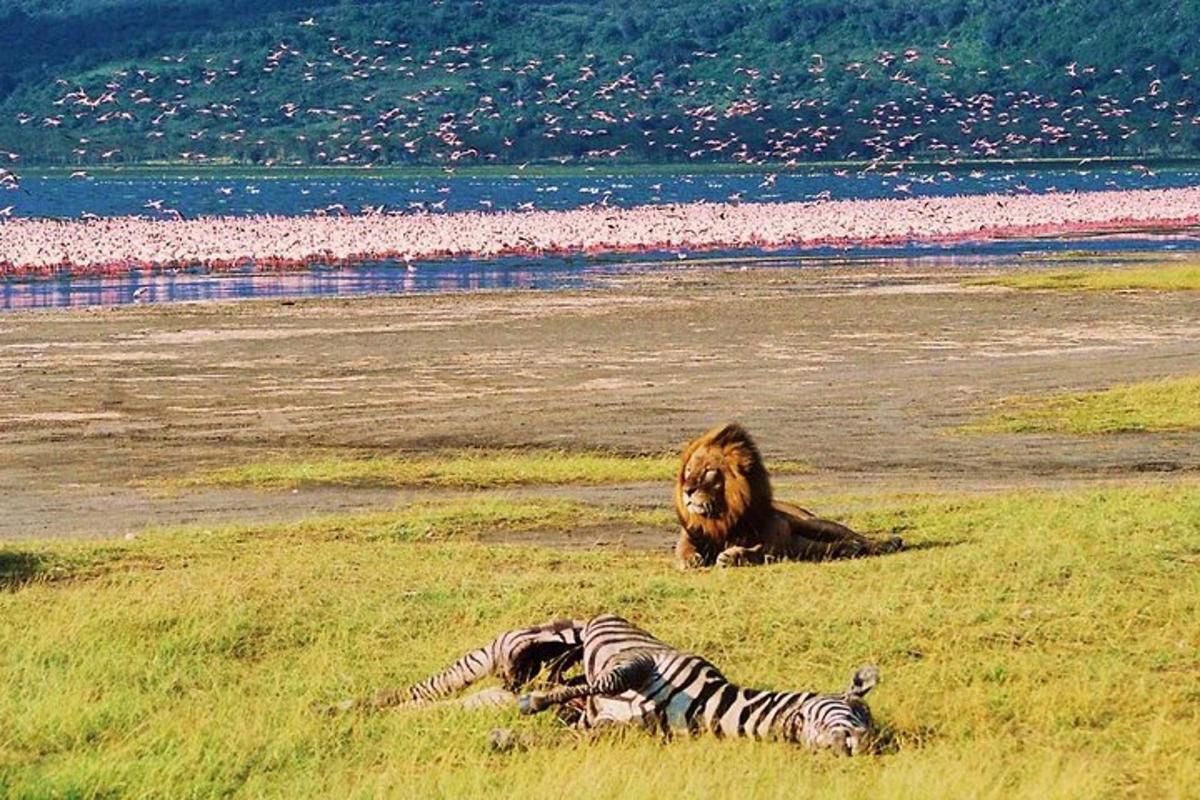 lev a zebra ležící na poli