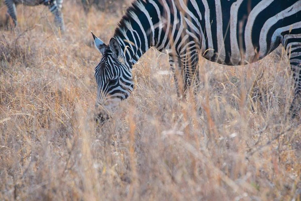 zebra pasoucí se na poli s vysokou trávou