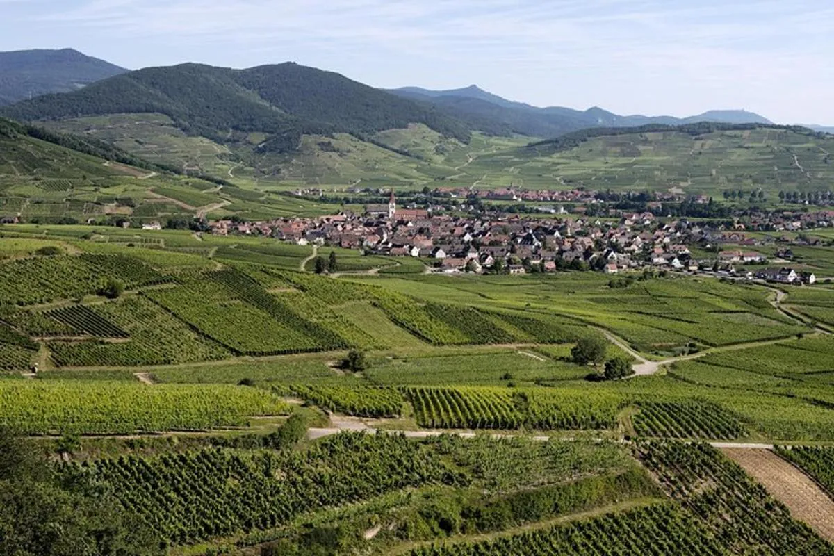 Colmar : visite de domaine familial et dégustation de vins de terroir – photo 4