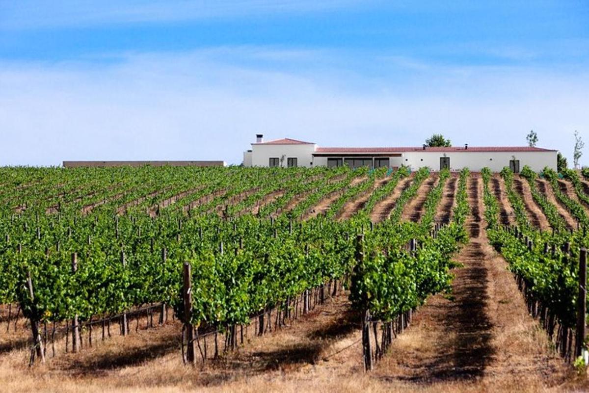 un camp de vinyes amb un edifici al fons