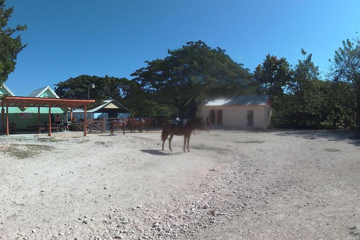 Un caballo parado en un campo de tierra al lado de un edificio.