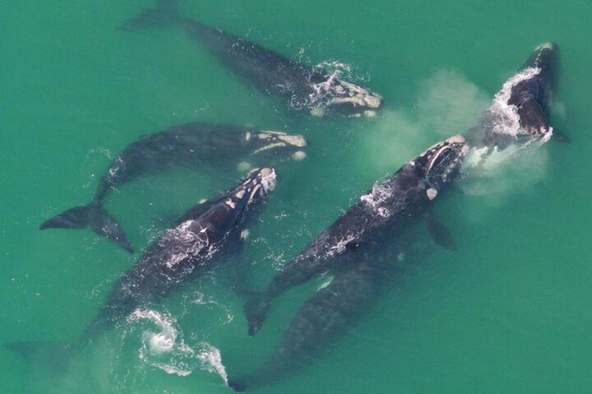 a group of dolphins swimming in the water