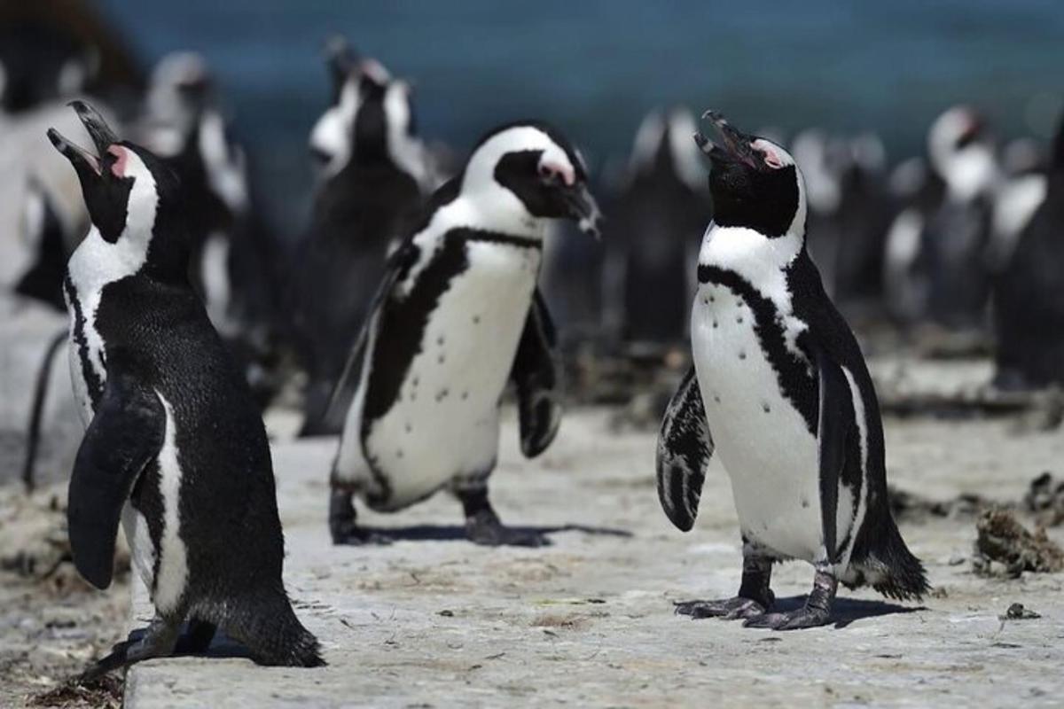 a group of penguins walking on the beach