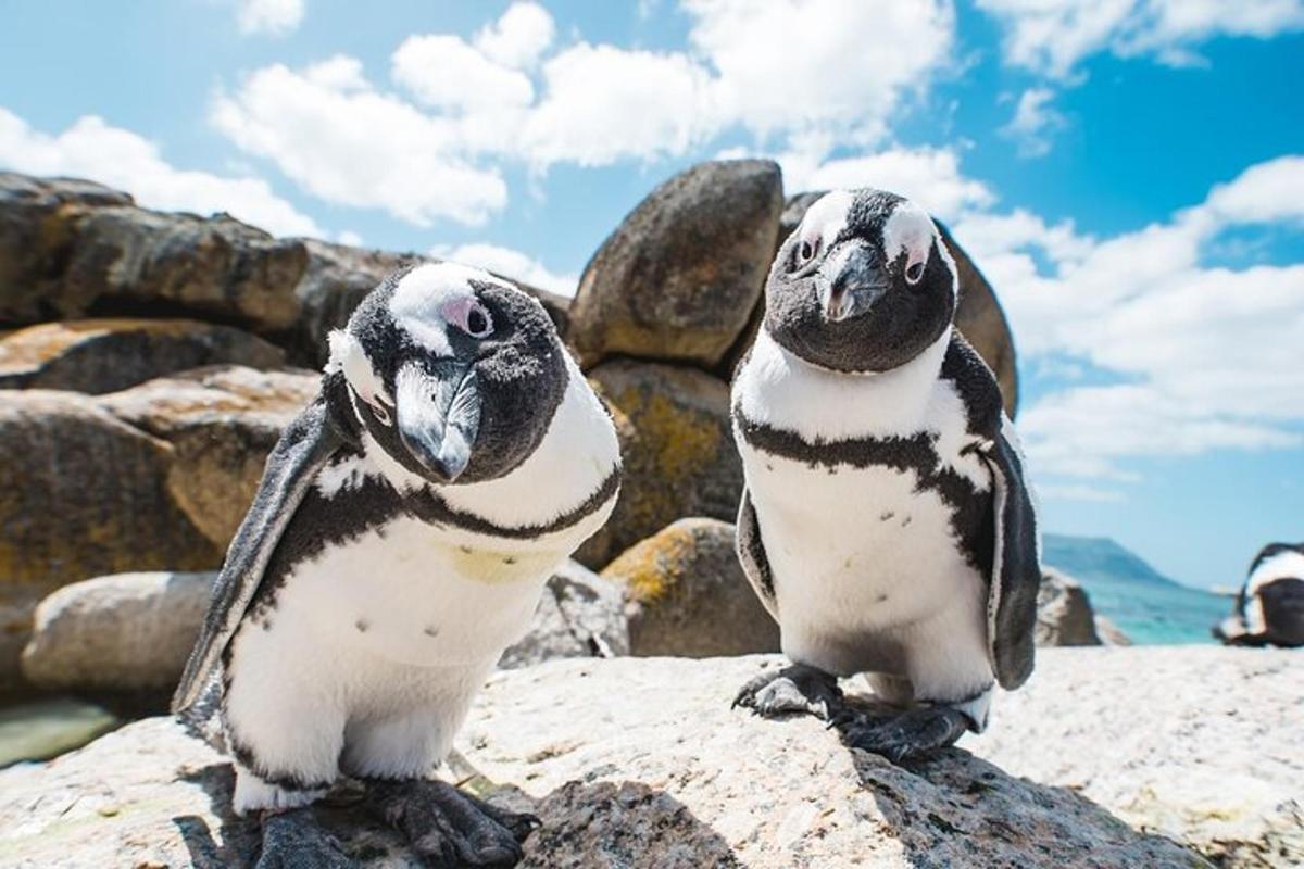 two penguins sitting on top of a rock