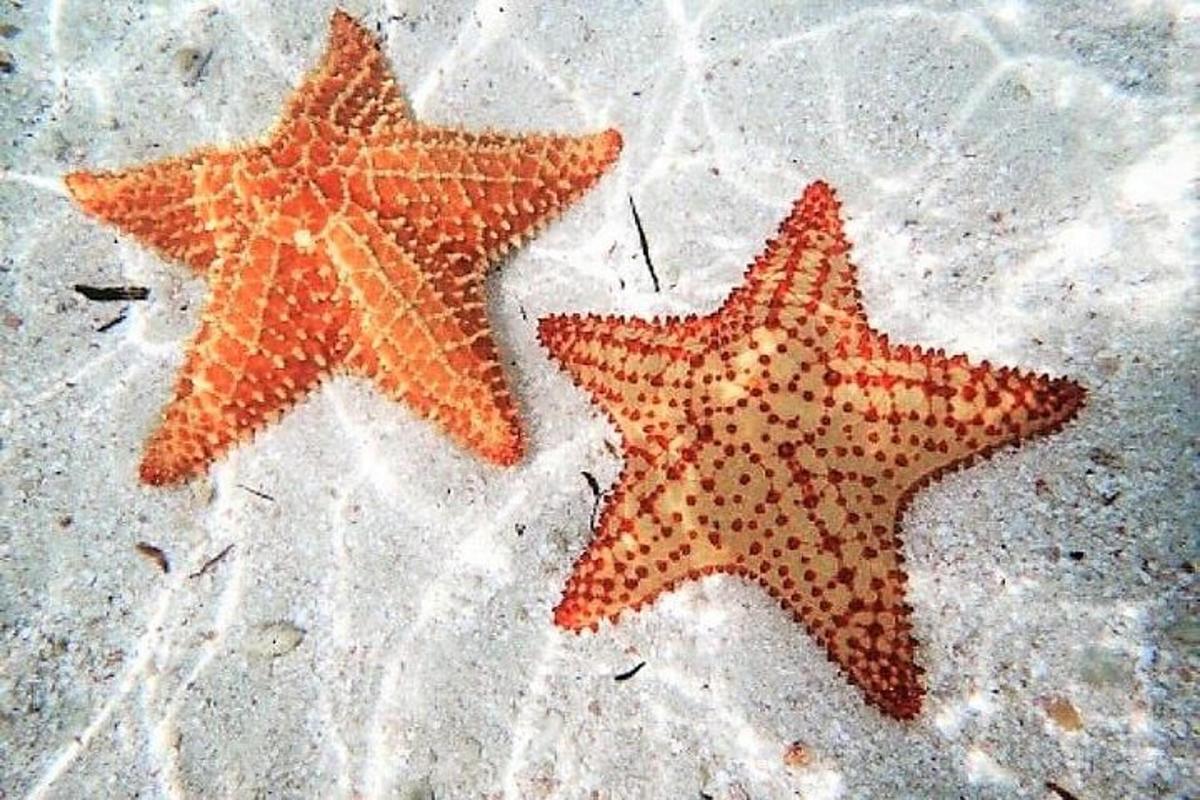 dve zvezdici ležita na pesku na plaži