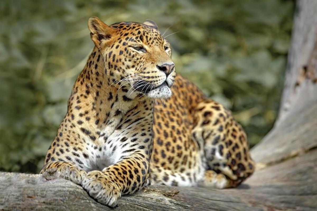 un leopardo seduto su un ramo di un albero