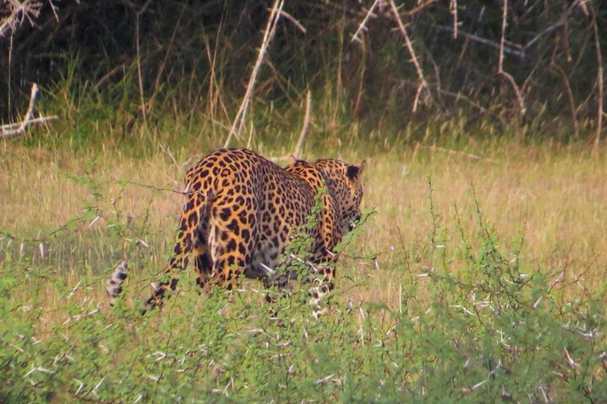 leopard procházející se polem vysoké trávy