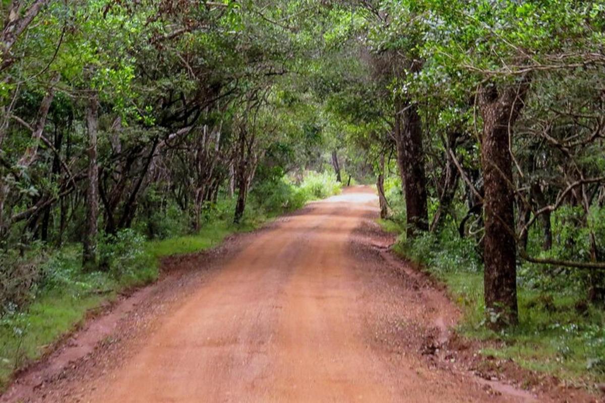una strada sterrata con alberi su entrambi i lati
