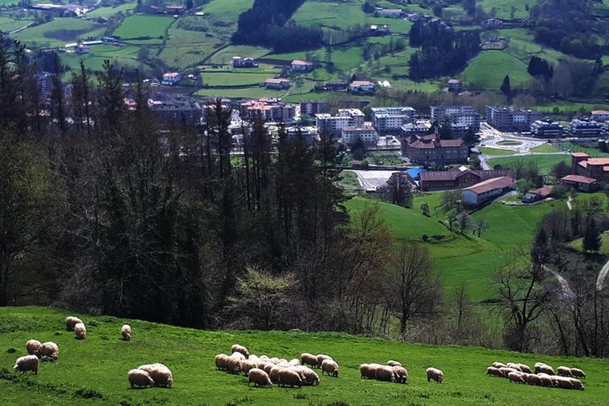 stádo ovcí pasoucích se na zeleném poli