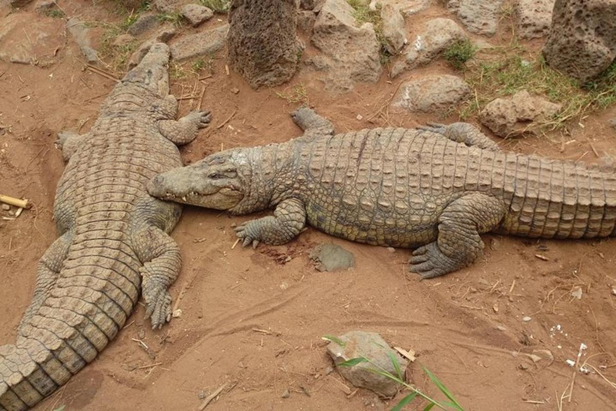 dva krokodila ležita na tleh v umazaniji