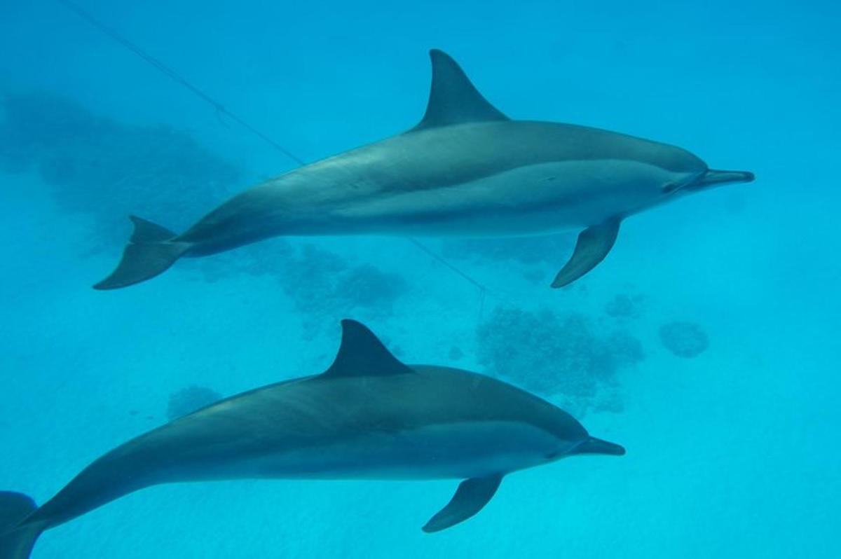 un gruppo di delfini che nuotano nell'acqua
