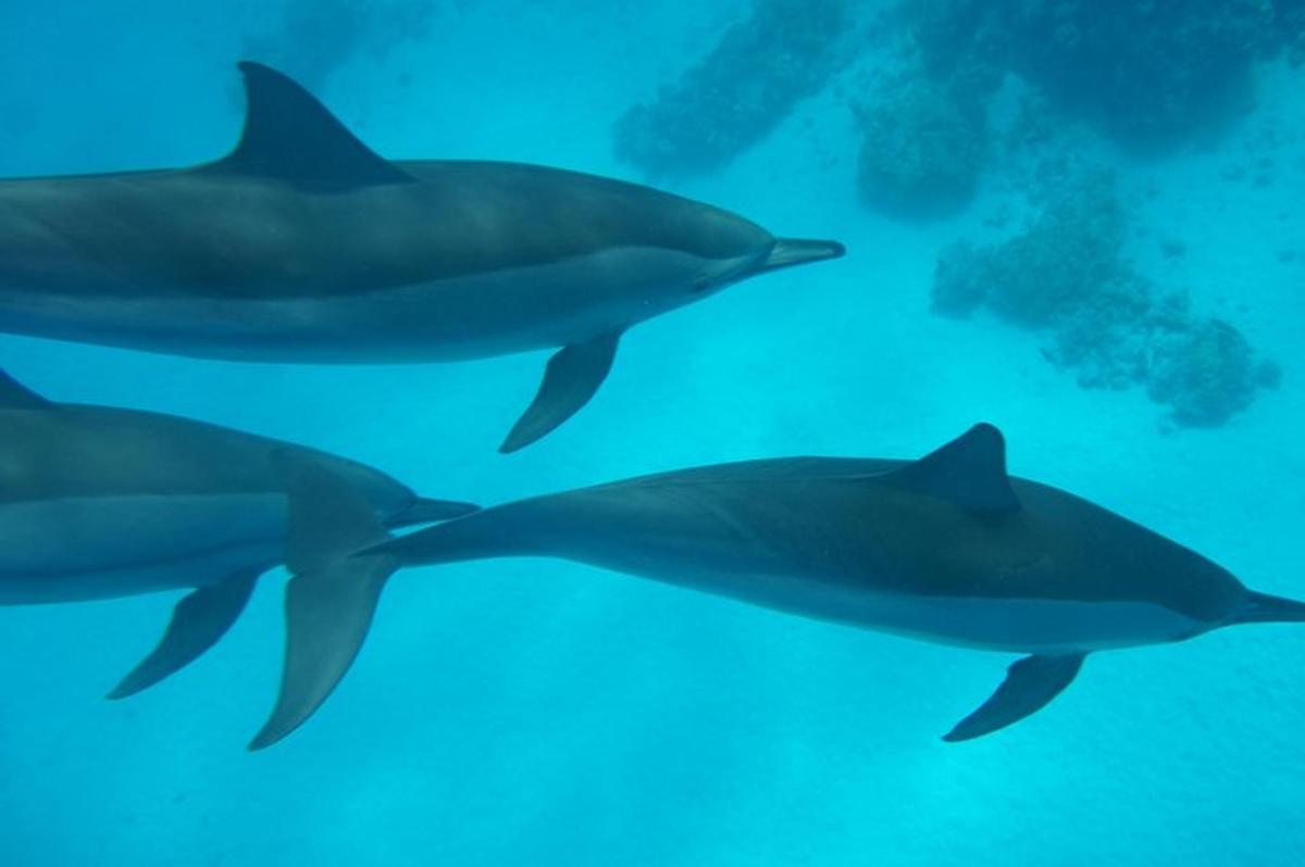 un gruppo di delfini che nuotano nell'acqua