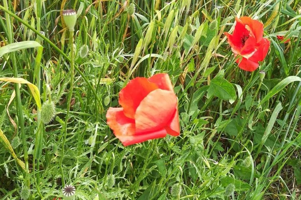 deux fleurs rouges dans un champ d'herbe
