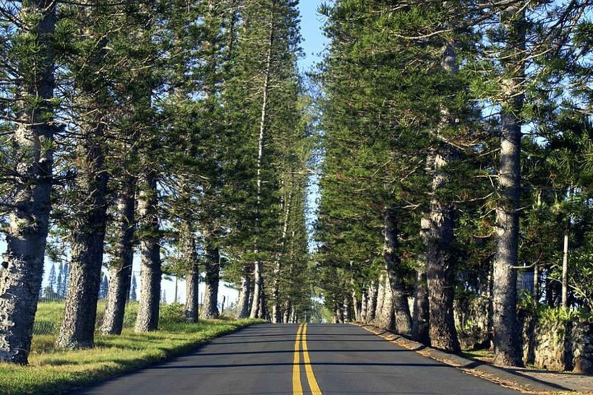 an empty road with trees on either side