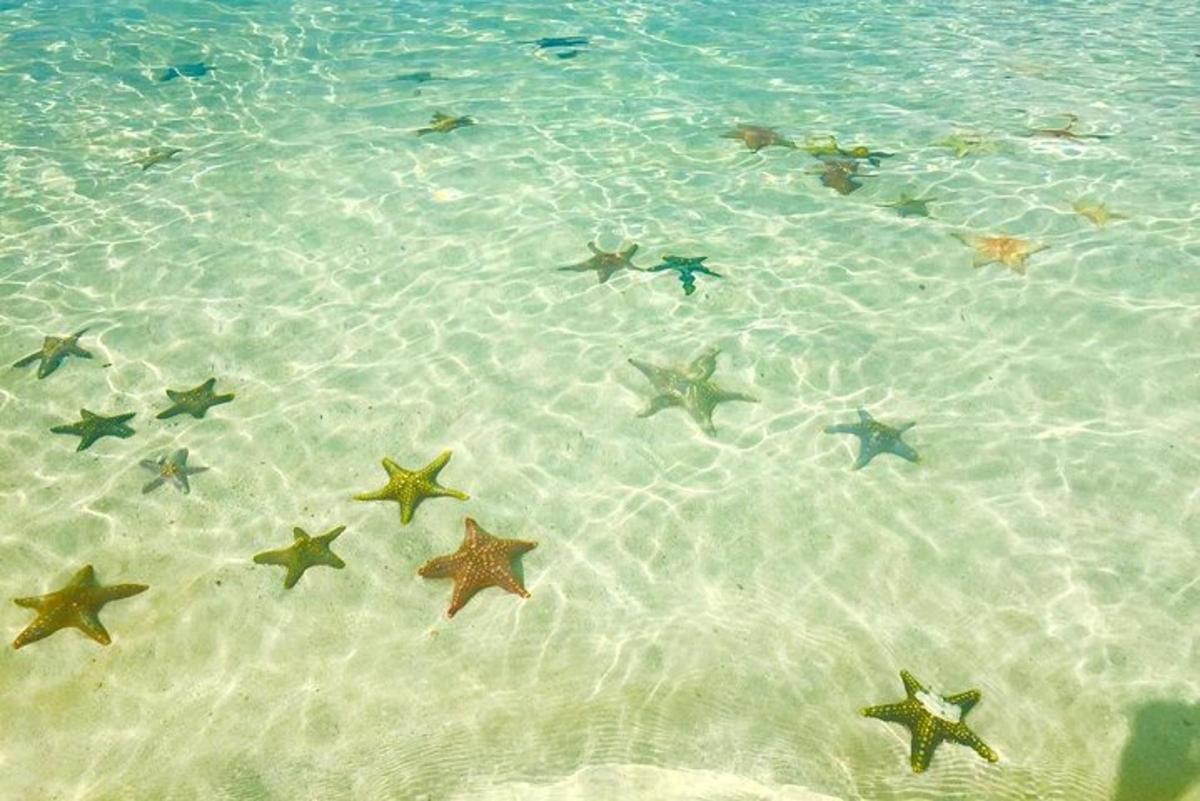 sekumpulan bintang di dalam air di pantai