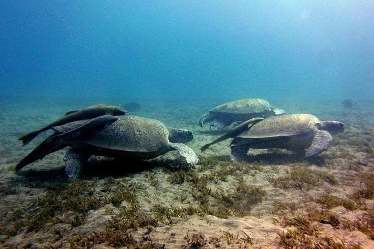 skupina želv plavajících v oceánu