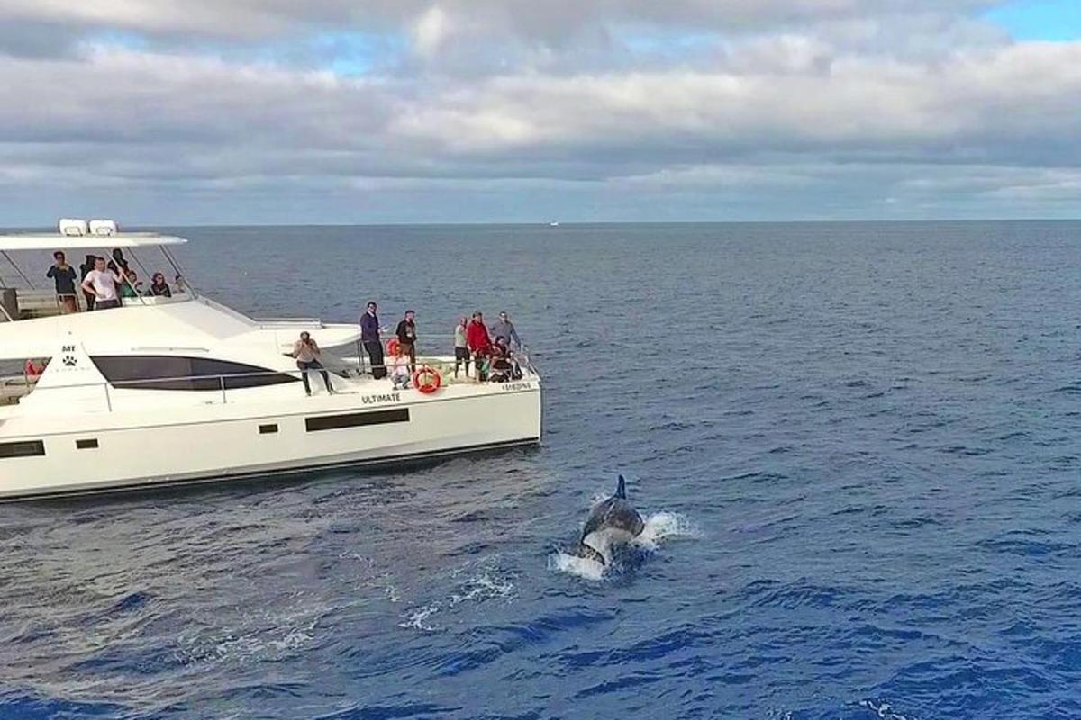 seekor ikan lumba-lumba berada di atas bot di dalam air