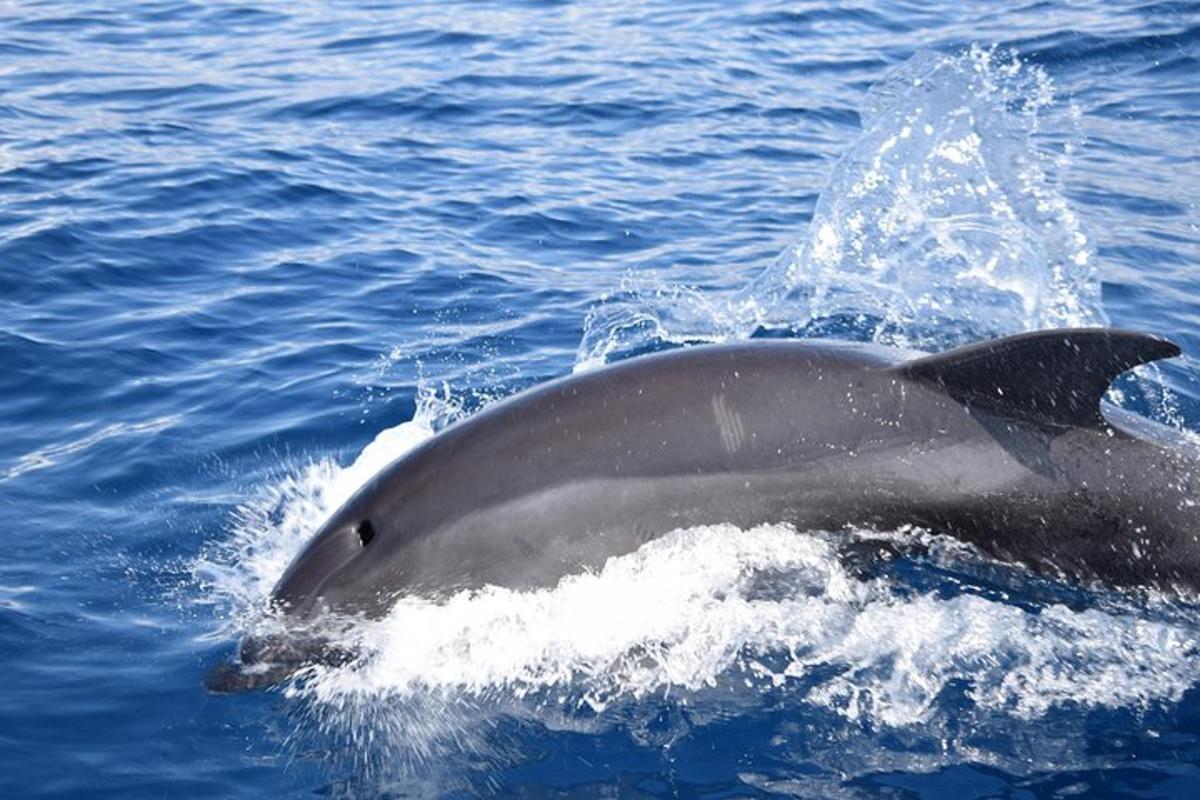 a dolphin swimming in the water