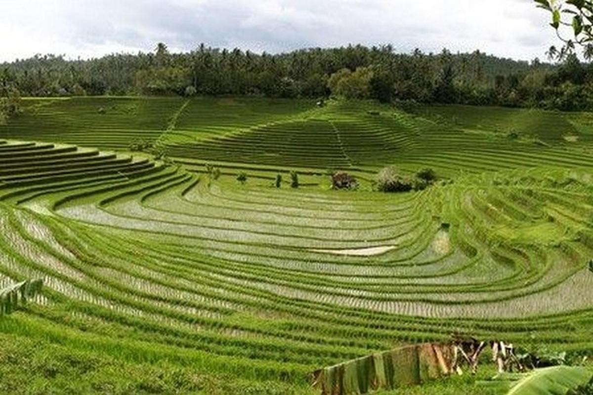 un grande campo erboso con persone che lo attraversano