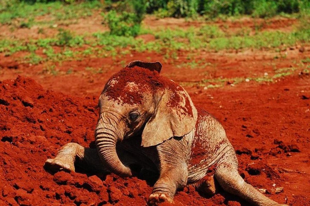 un pui de elefant zăcând în pământ